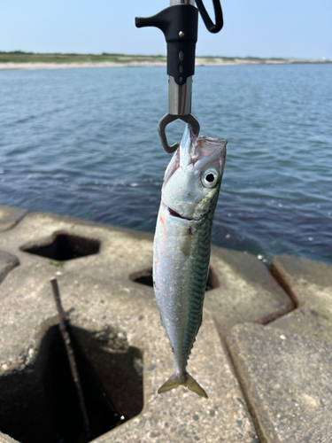 サバの釣果