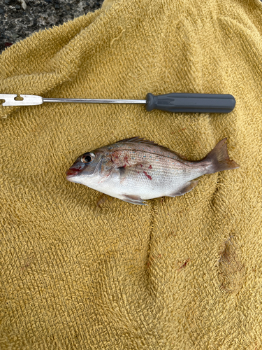 チャリコの釣果