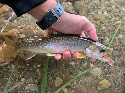 イワナの釣果