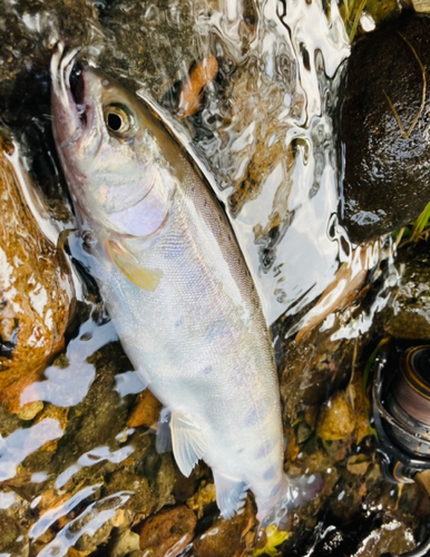 ヤマメの釣果