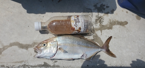 ショゴの釣果