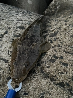 マゴチの釣果