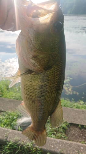 ラージマウスバスの釣果