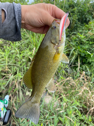 スモールマウスバスの釣果