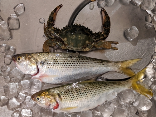 コノシロの釣果