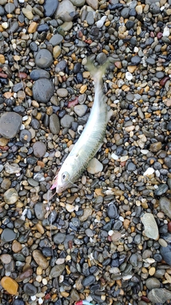 サバの釣果