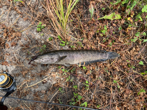 ライギョの釣果