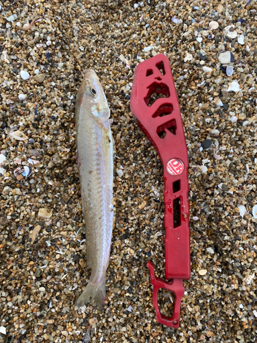 キスの釣果