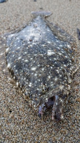 ヒラメの釣果