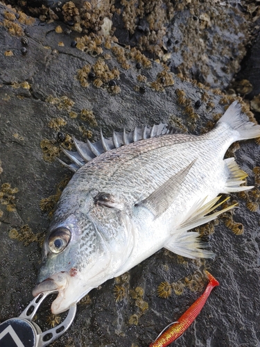 キチヌの釣果