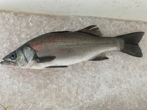 ヒラスズキの釣果