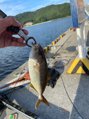 ショゴの釣果