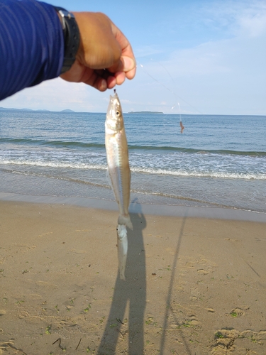 キスの釣果