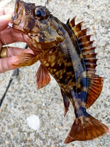 アナゴの釣果