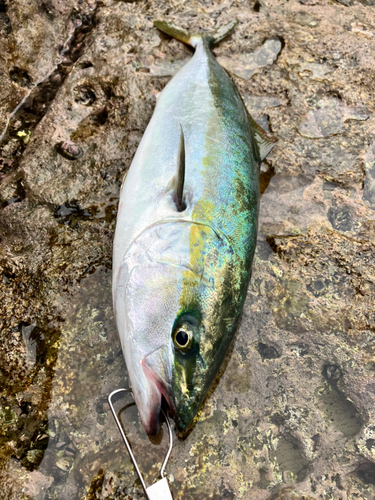 イナダの釣果