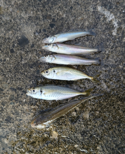 キスの釣果