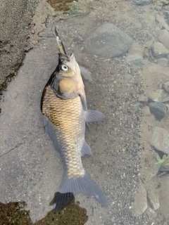 フナの釣果