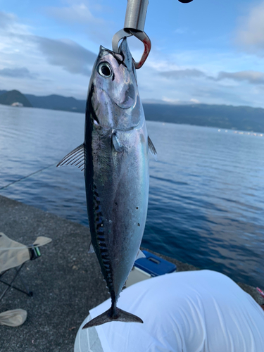 ソウダガツオの釣果