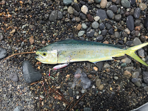 シイラの釣果