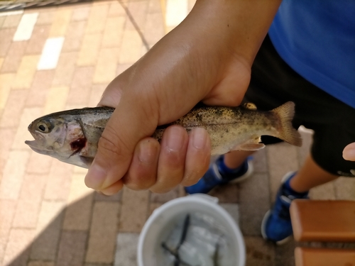 ニジマスの釣果