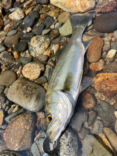 セイゴ（マルスズキ）の釣果