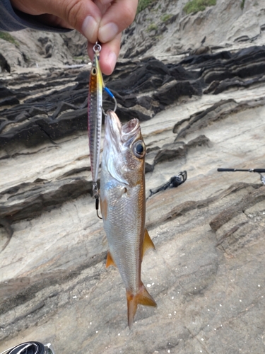 ムツの釣果