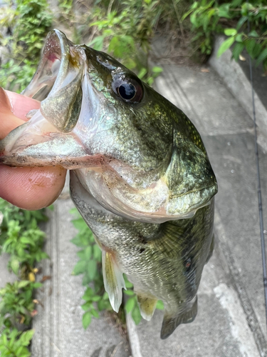 ラージマウスバスの釣果