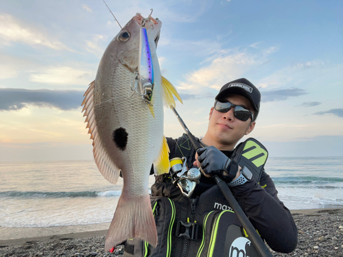 クロホシフエダイの釣果