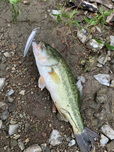 ブラックバスの釣果