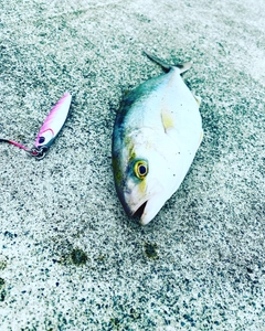 カンパチの釣果