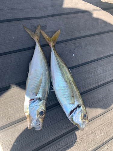 アジの釣果