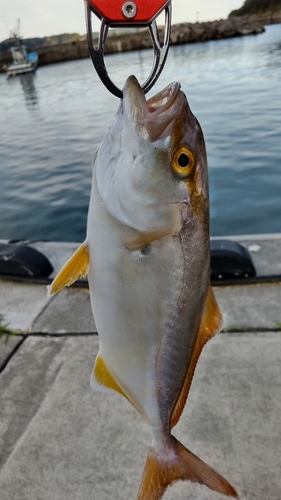 ショゴの釣果