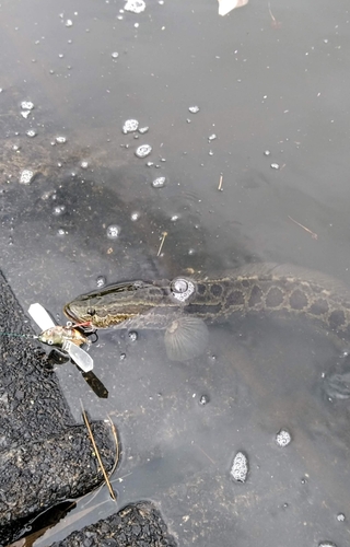 ライギョの釣果