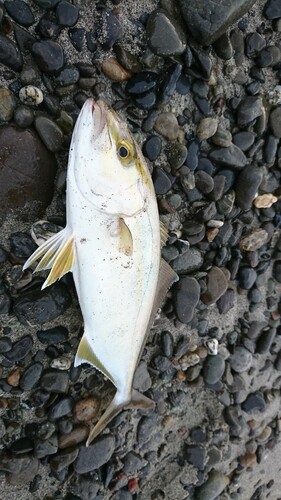 ショゴの釣果