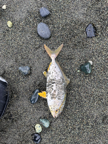 ショゴの釣果