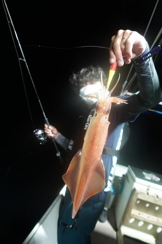 ケンサキイカの釣果