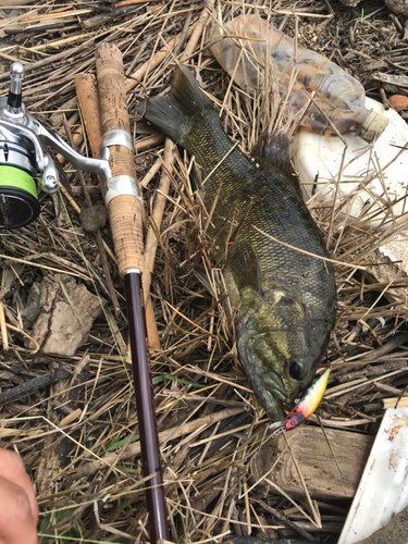 スモールマウスバスの釣果