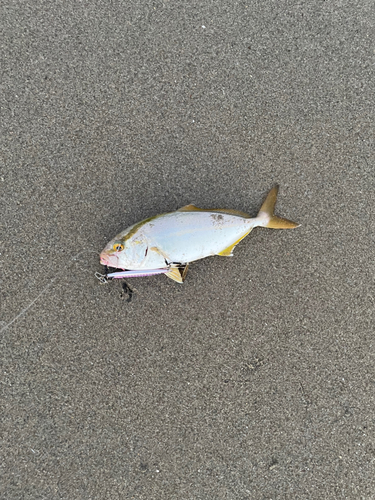 ショゴの釣果