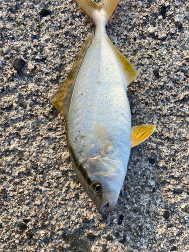 カンパチの釣果