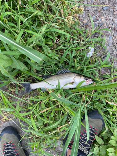 スズキの釣果