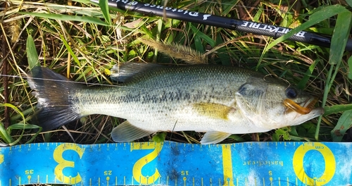 ブラックバスの釣果