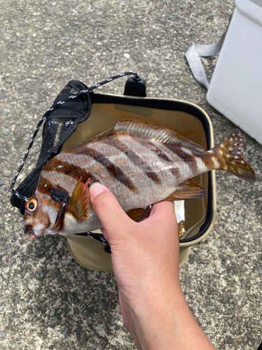 タカノハダイの釣果