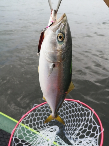 ワカシの釣果