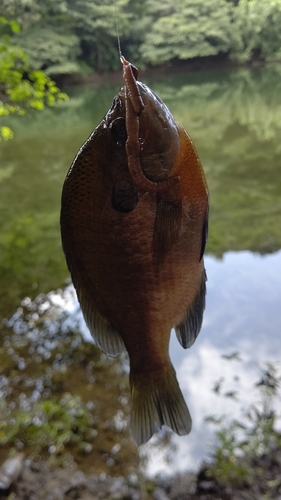 ブルーギルの釣果