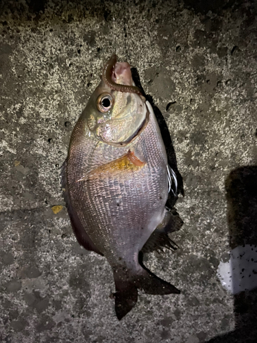 ウミタナゴの釣果