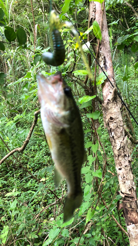 ブラックバスの釣果