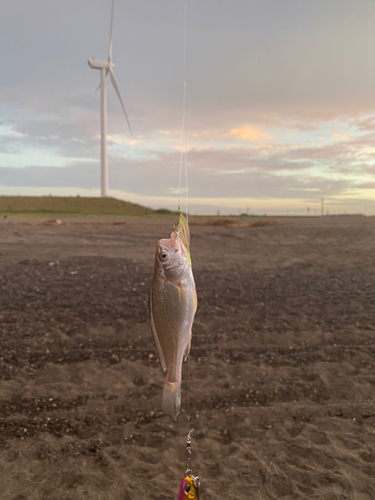 イシモチの釣果