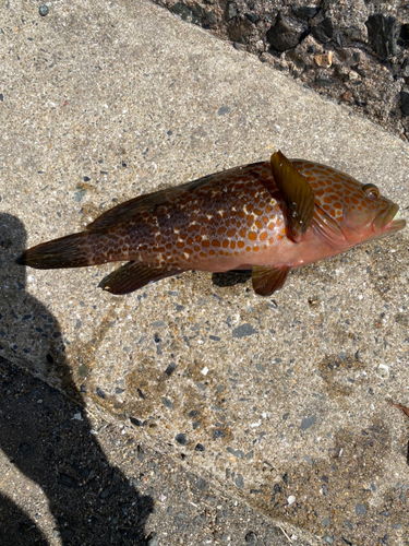 アコウの釣果