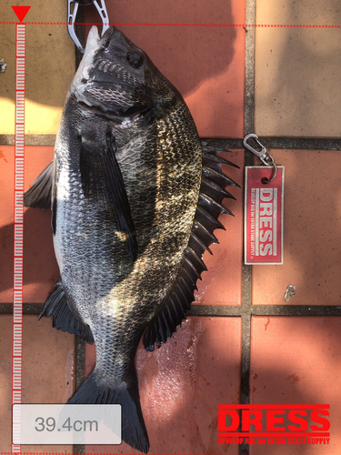 クロダイの釣果