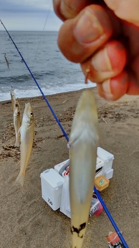 キスの釣果